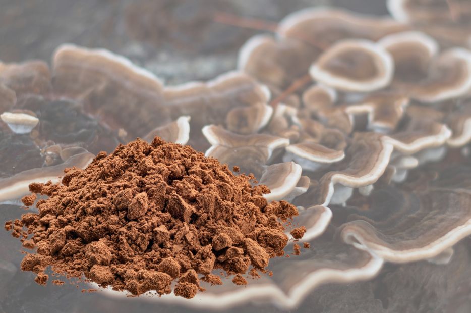 Wrośniak różnobarwny - najważniejszy grzyb dla układu odpornościowego zgodnie z TCM.